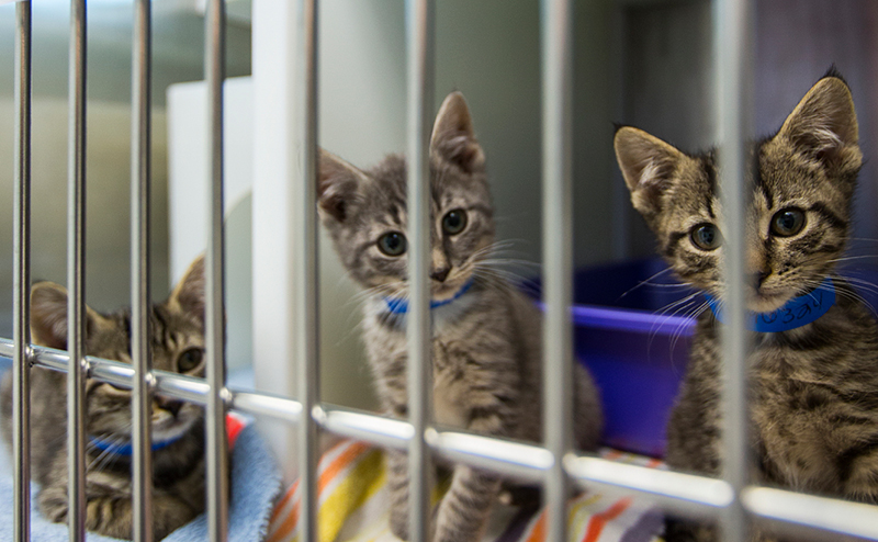 Call before cat drop-off, please!