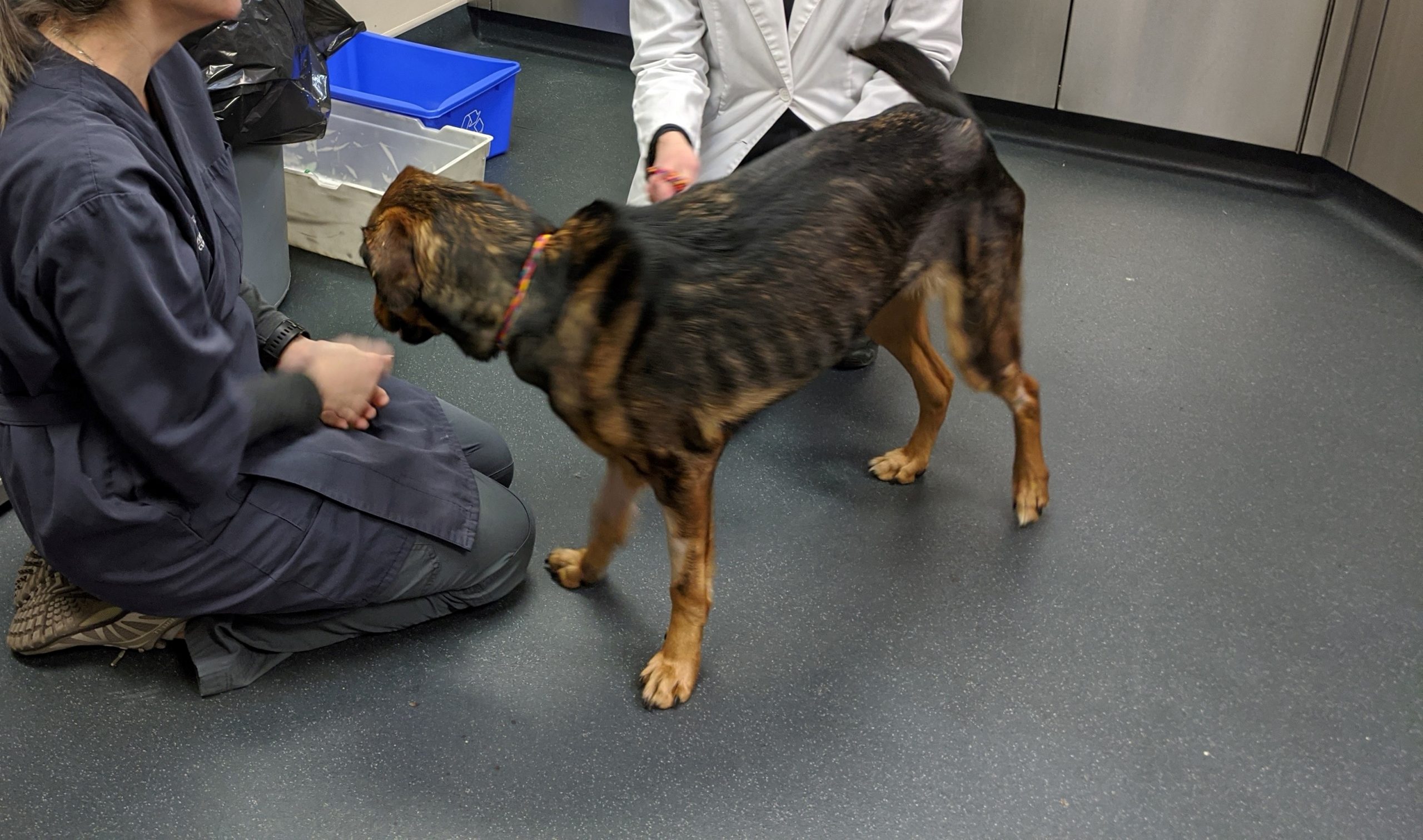 City’s Animal Care employees help save emaciated dog,  who was “not ready to give up.”