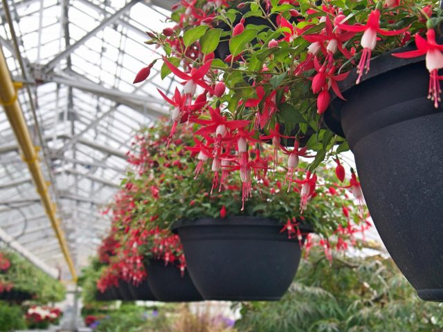 Muttart greenhouses are colourful sites for sore eyes