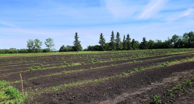 Seeds of helpful idea sprouting in City Farms project for Edmonton’s Food Bank