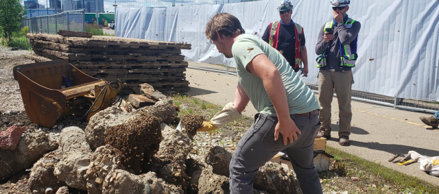 Here’s what happens when 50,000 honey bees descend on a worksite in Edmonton