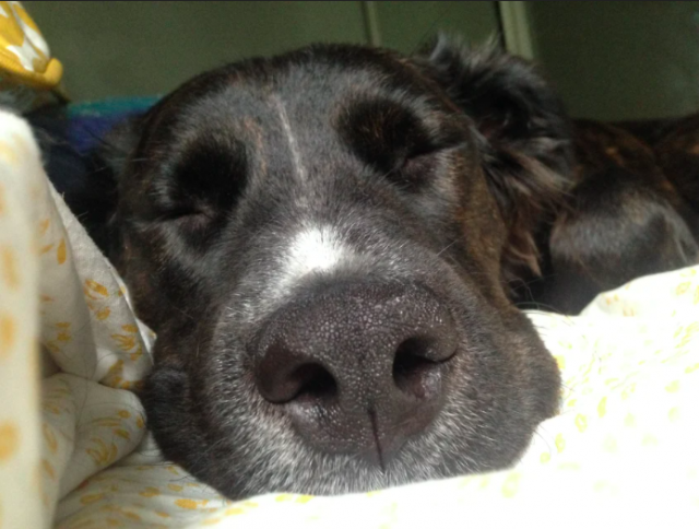 Closer to Home: Seeing Edmonton with a dog alongside