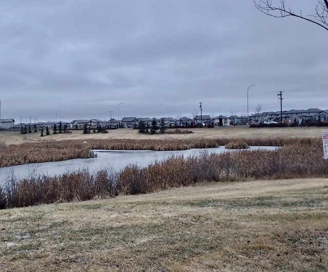 Closer to Home: Ducks, Slurpees, a place for pond-erers of all ages in north Edmonton