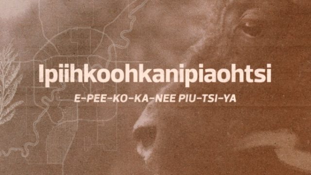 Ipiihkoohkanipiaohtsi Ward: The migration of the bison north for calving E-PEE-KO-KA-NEE-PIU-TSI- YA