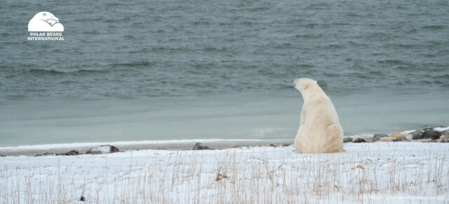 Protecting wildlife from the effects of climate change