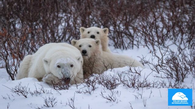 Supporting Change for Climate initiatives helps polar bears too!