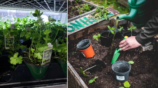 The year of the garden: make it delicious!