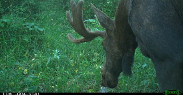 Code of the wild: how AI is supporting wildlife conservation in Edmonton